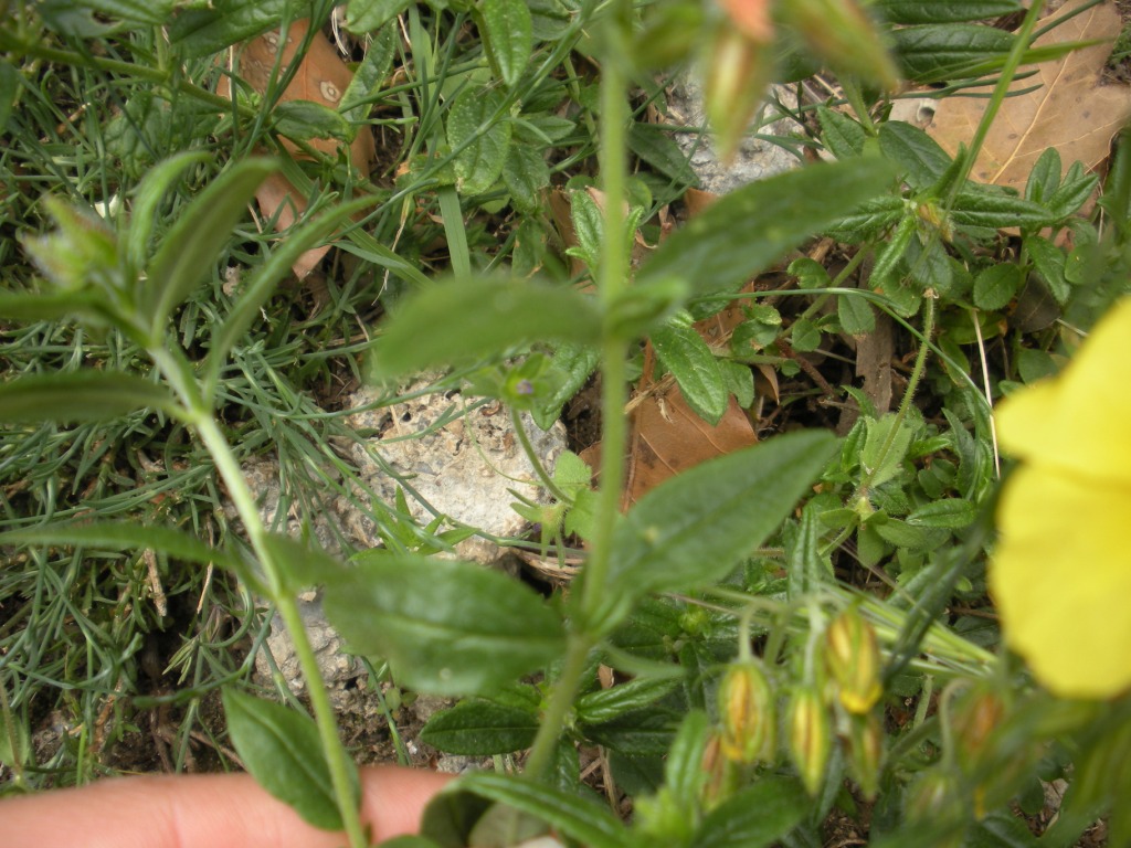 Helianthemum nummularium